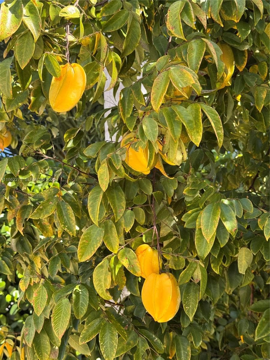 Star Fruit and Mango
