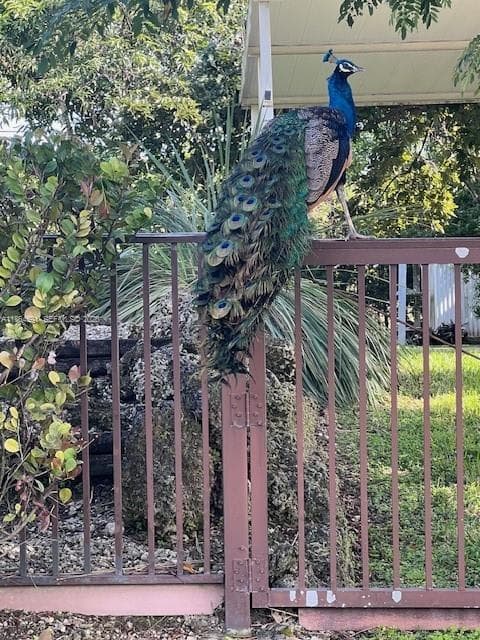 Peacock on Fence