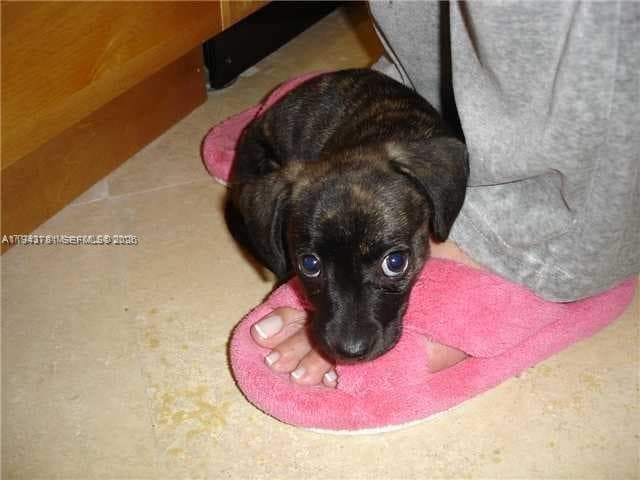 Pet friendly building