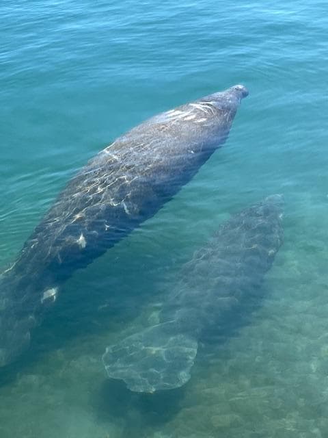 Manatees come in the winter