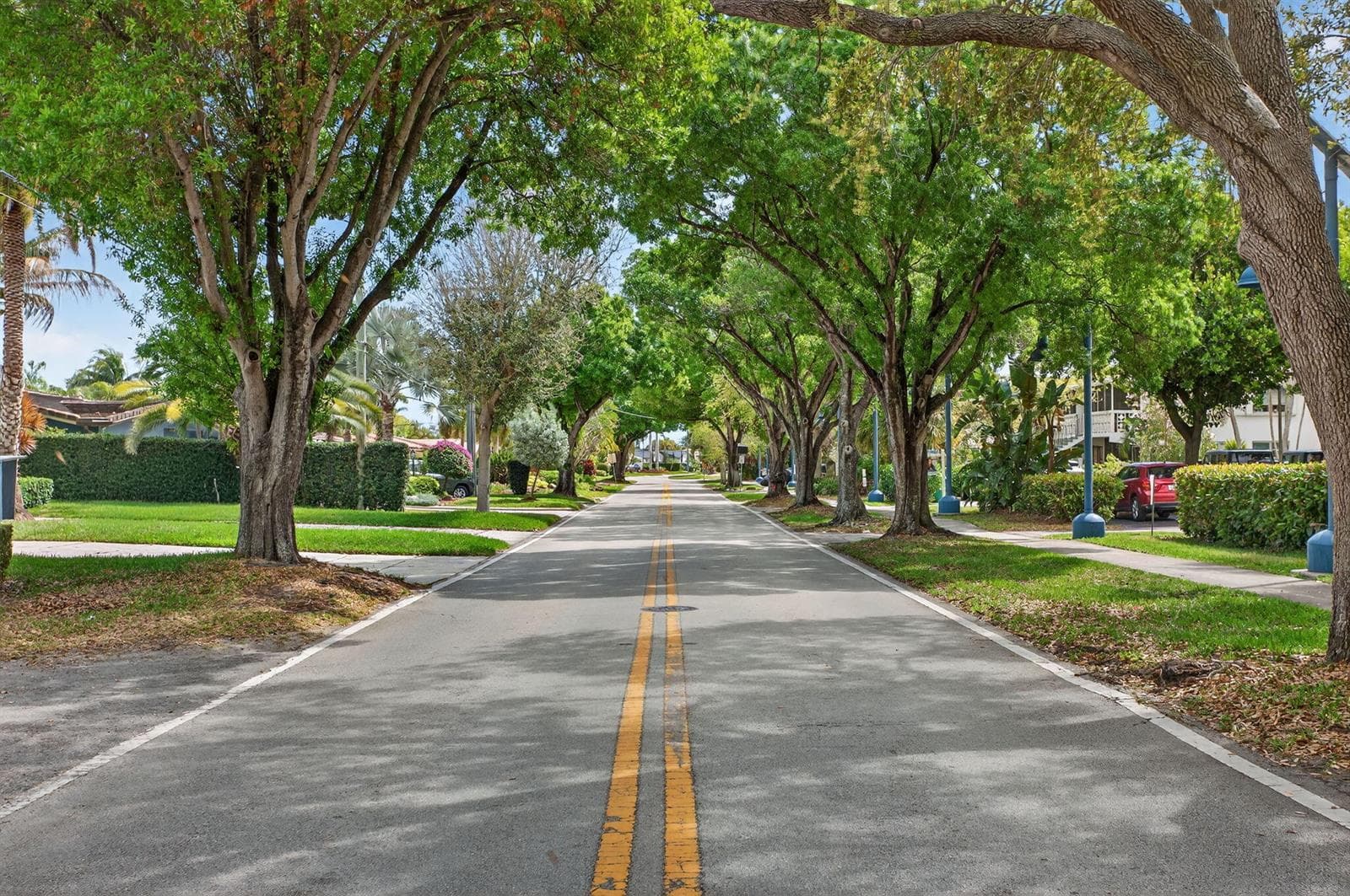 Treelined Street