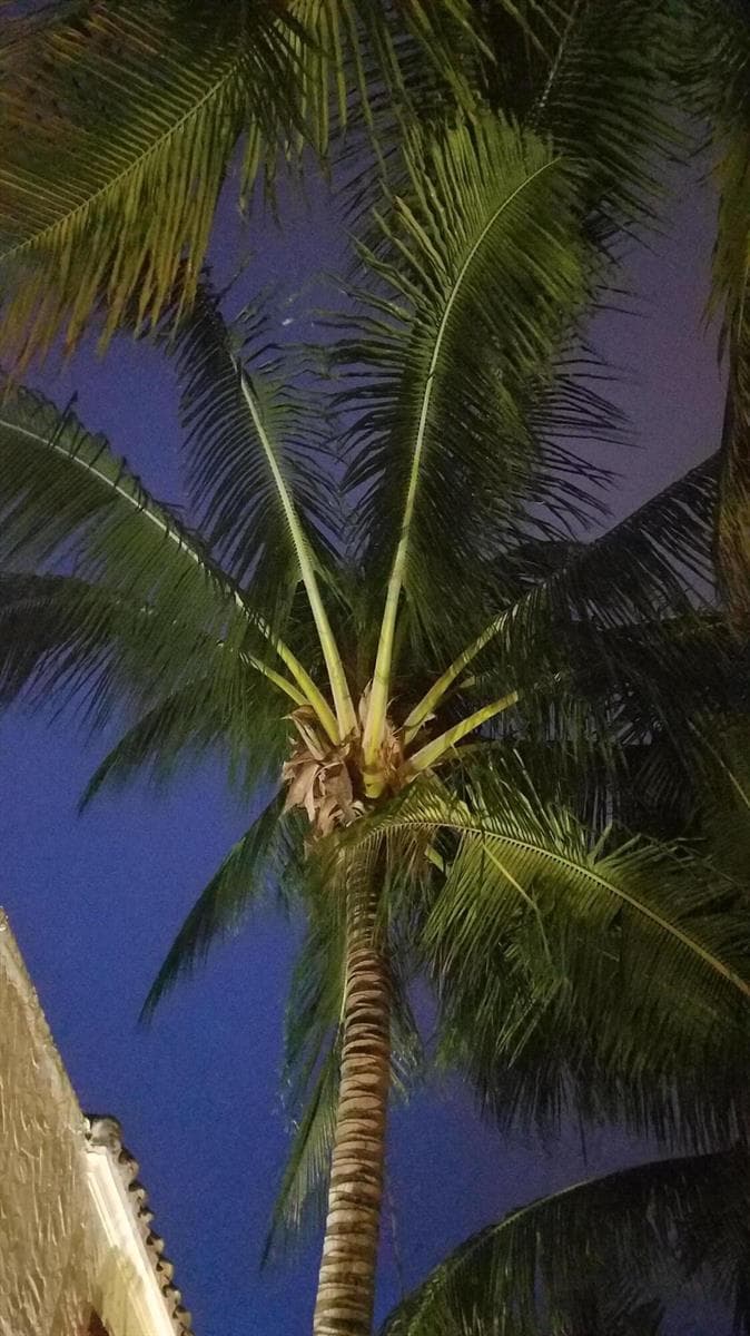 One of Many Palms Displayed at Night