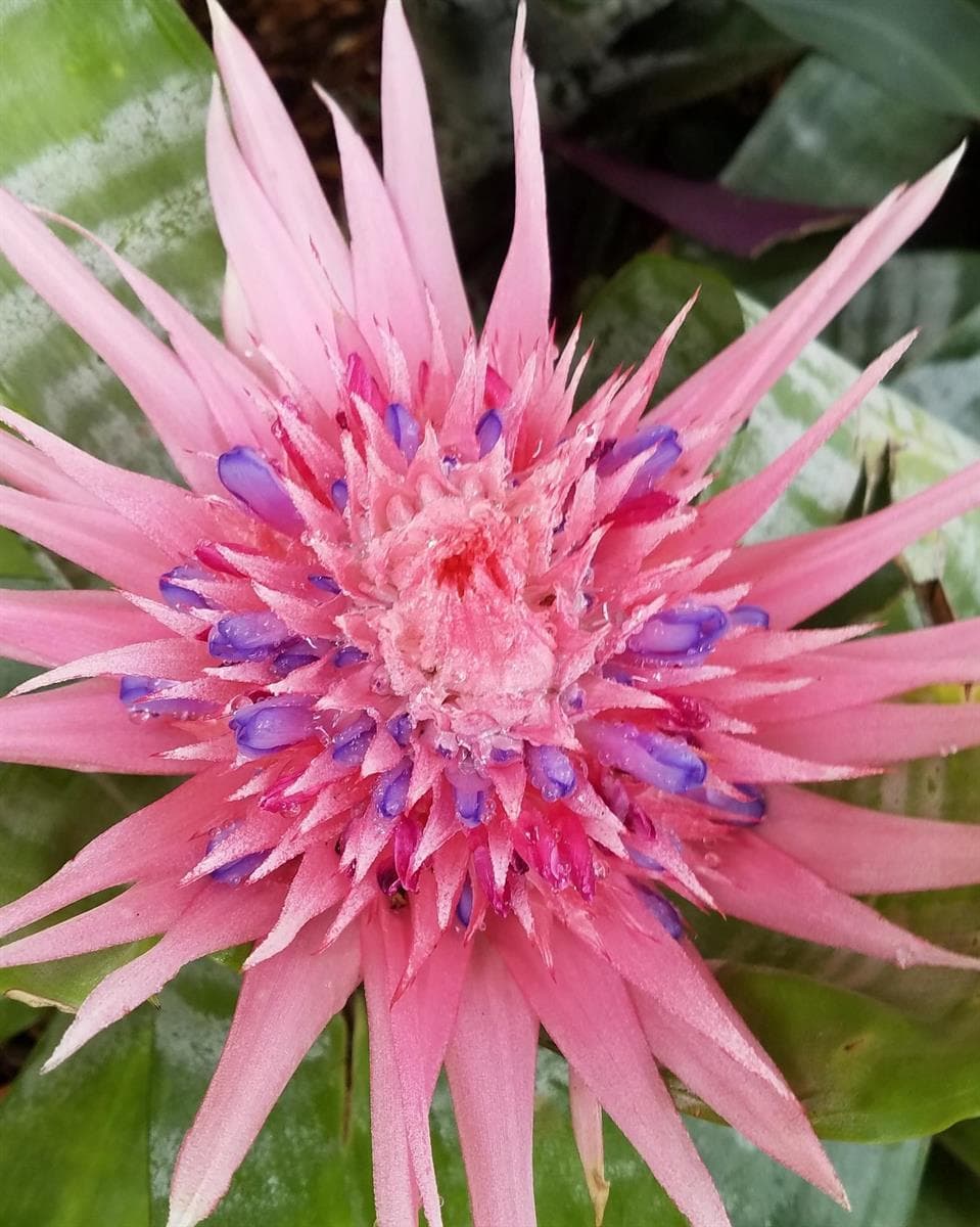 Numerous types of flowers in garden
