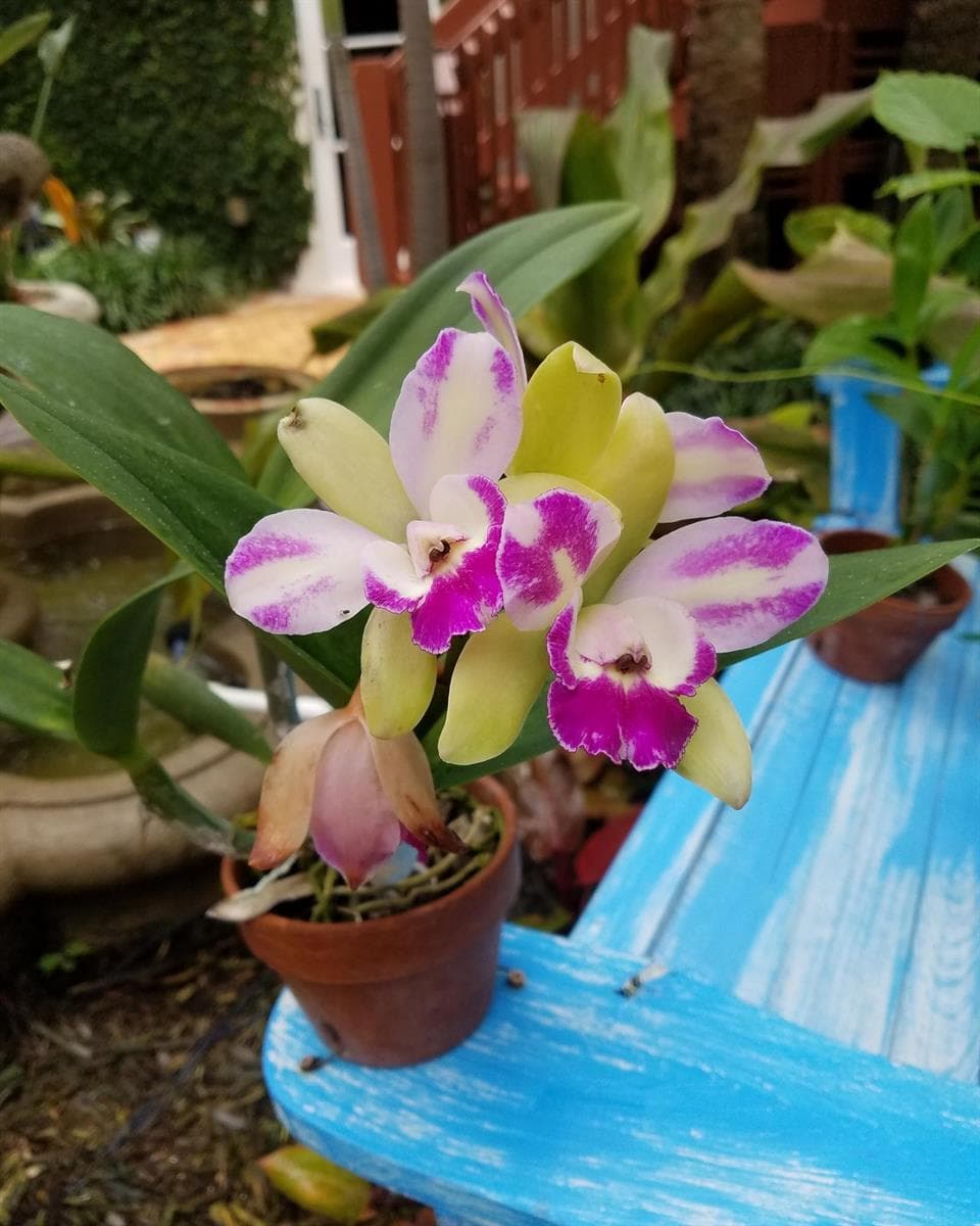 Various orchids throughout garden