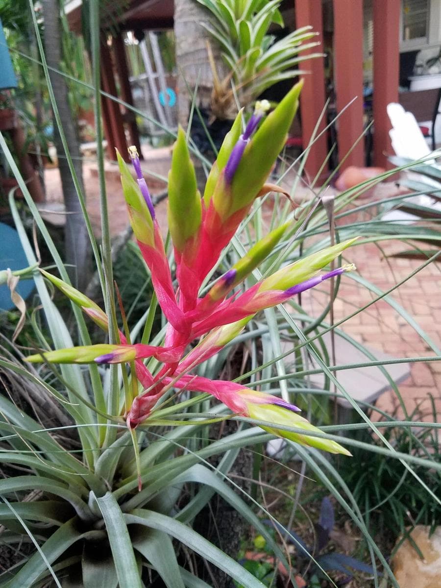 Tropical Vegetation at Bella Vie
