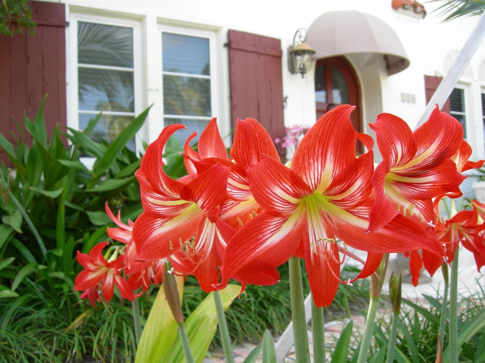 Bright flowers paint the garden