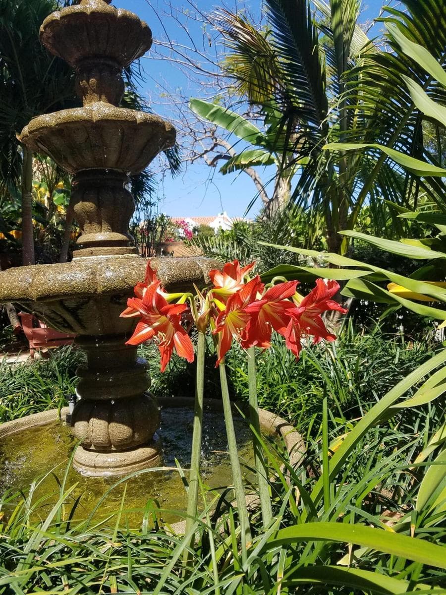 flowers at fountain