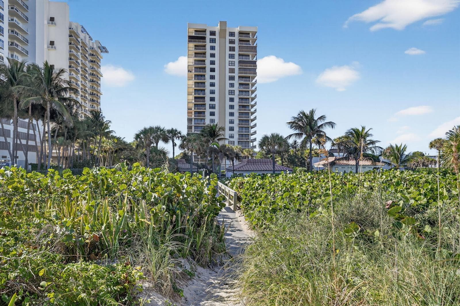 Oceantree from the Beach