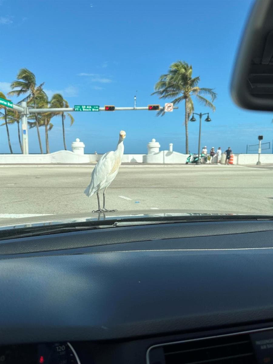 MC Egret
