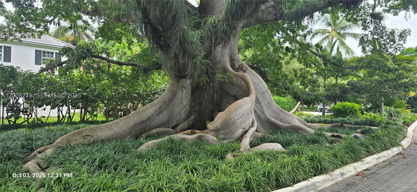 100 Year Old Kapok Tree