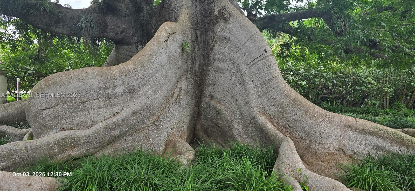 100 Year Old Kapok Tree