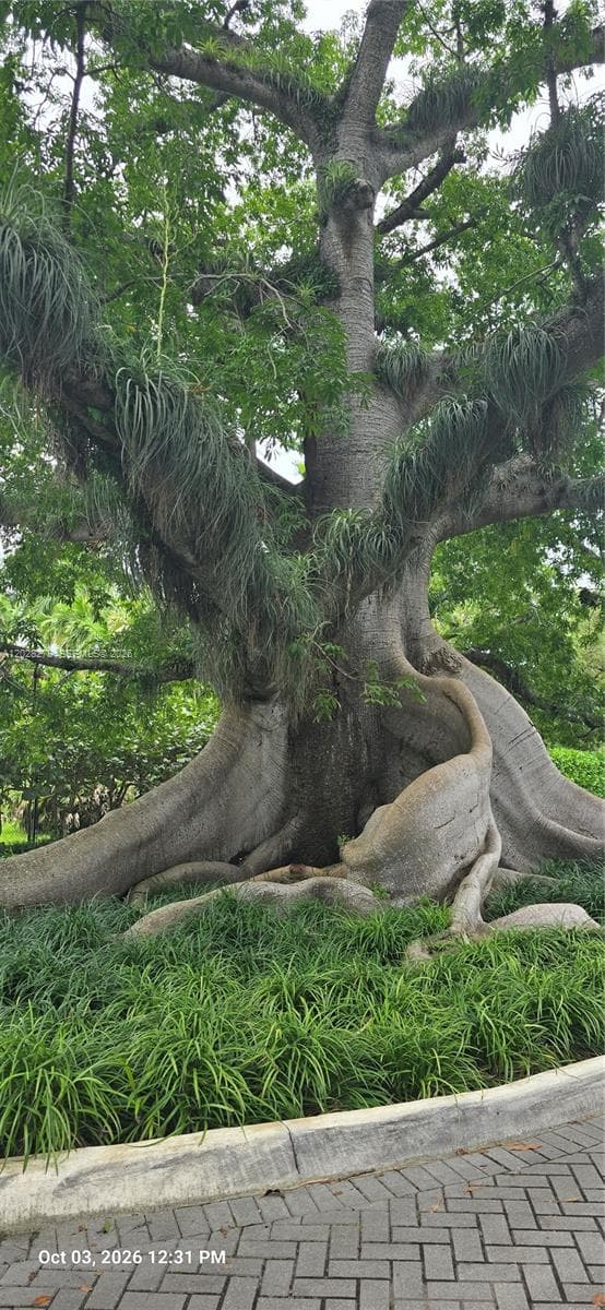 100 Year Old Kapok Tree