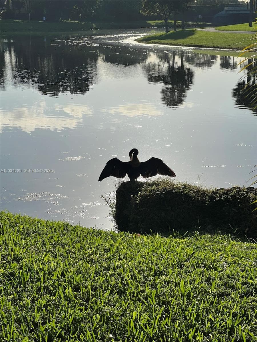 "Anhinga" Sunning