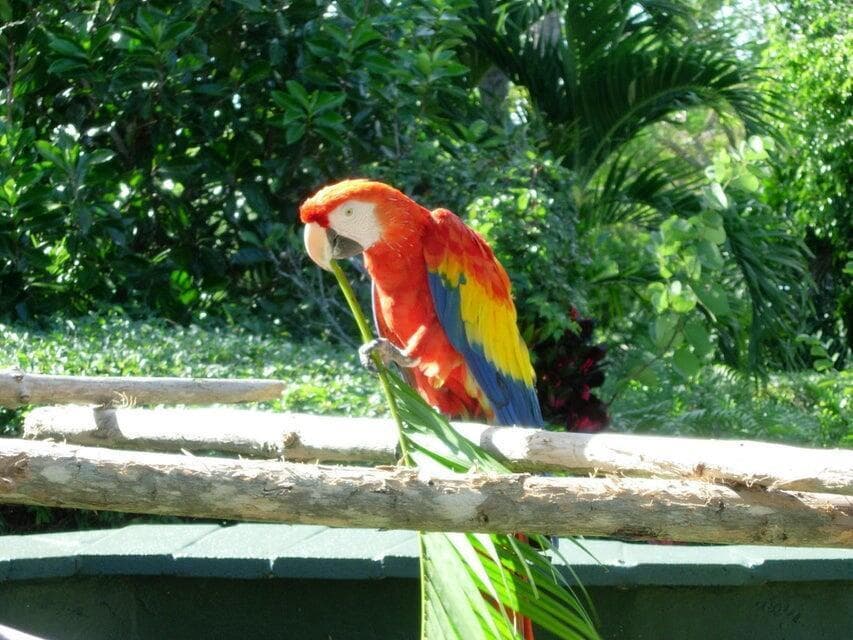 MASCOTT