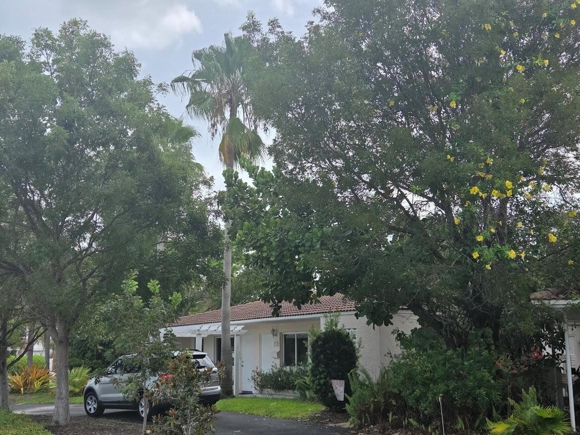 Outside view trees