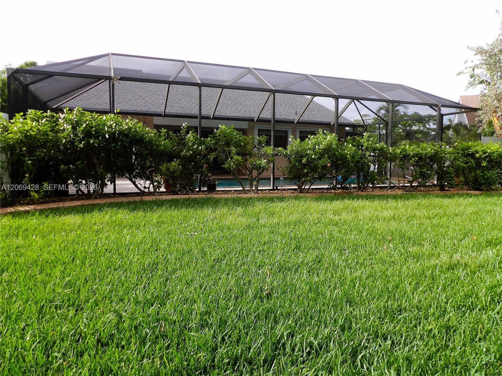 Expansive lawn with a mature hedge and screened-in pool enclosure