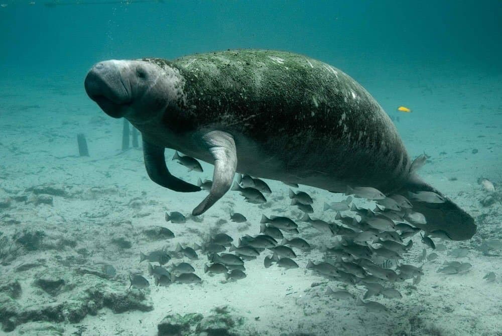 manatee-387195_1920