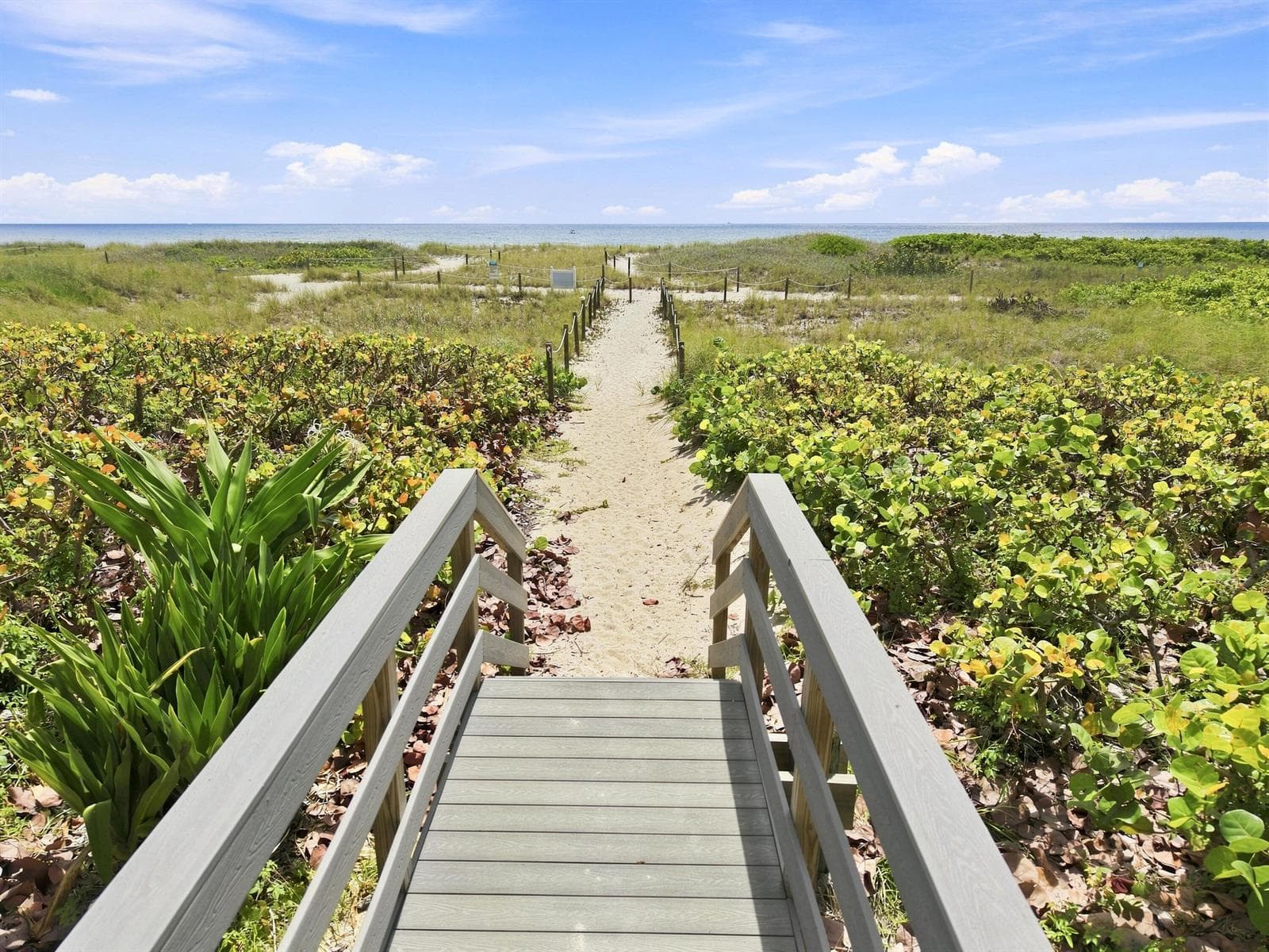 pompano_001(22)