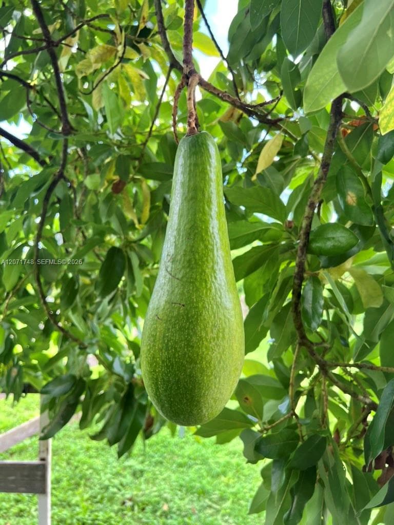 Avocado