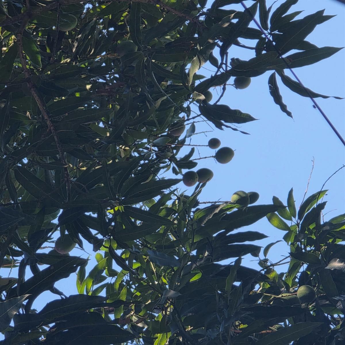 Mango trees