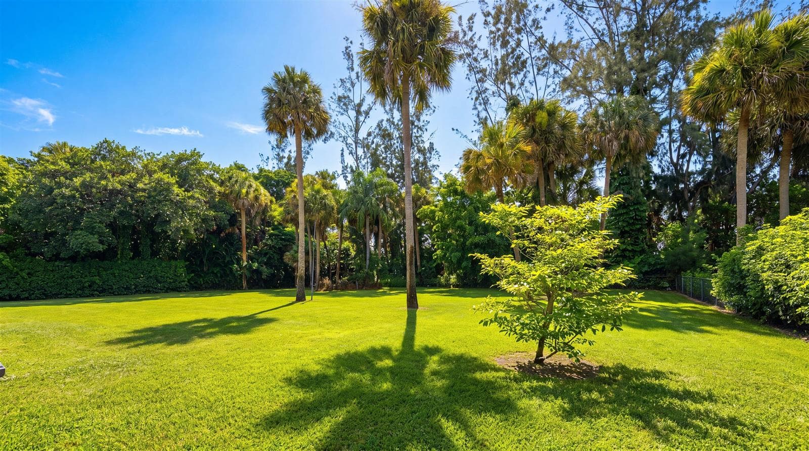 Beautiful Mature Trees