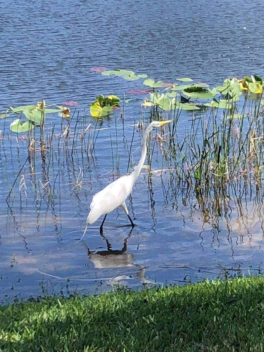 HO Lake Bird
