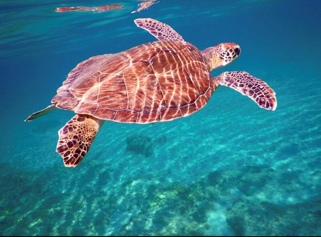 Swim with the sea turtles!