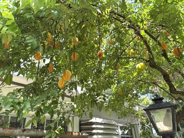 fruittree