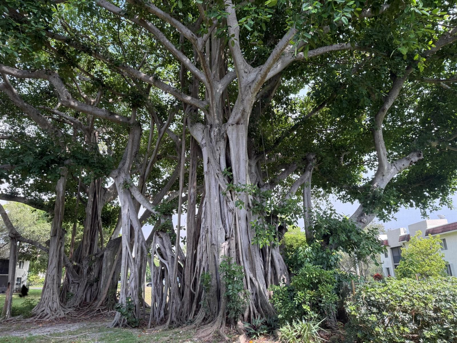 17 nw banyan trees0