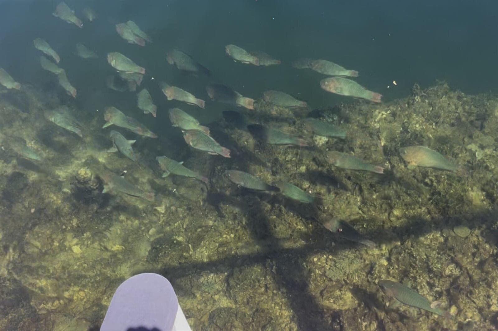 Dock-fish