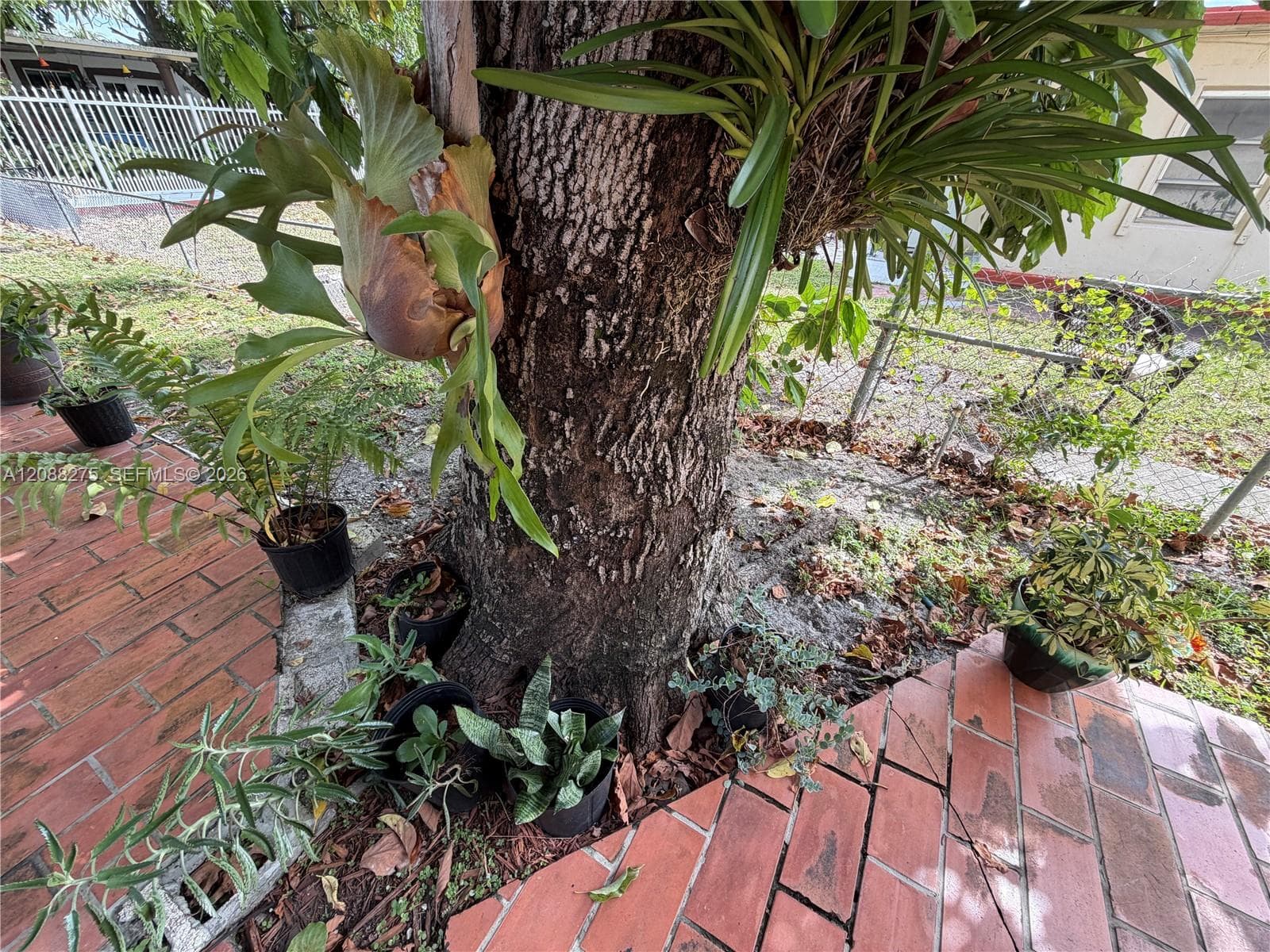 Brick paver patio featuring a mature tree with integrated epiphytic plantings and a perimeter chain-link fence