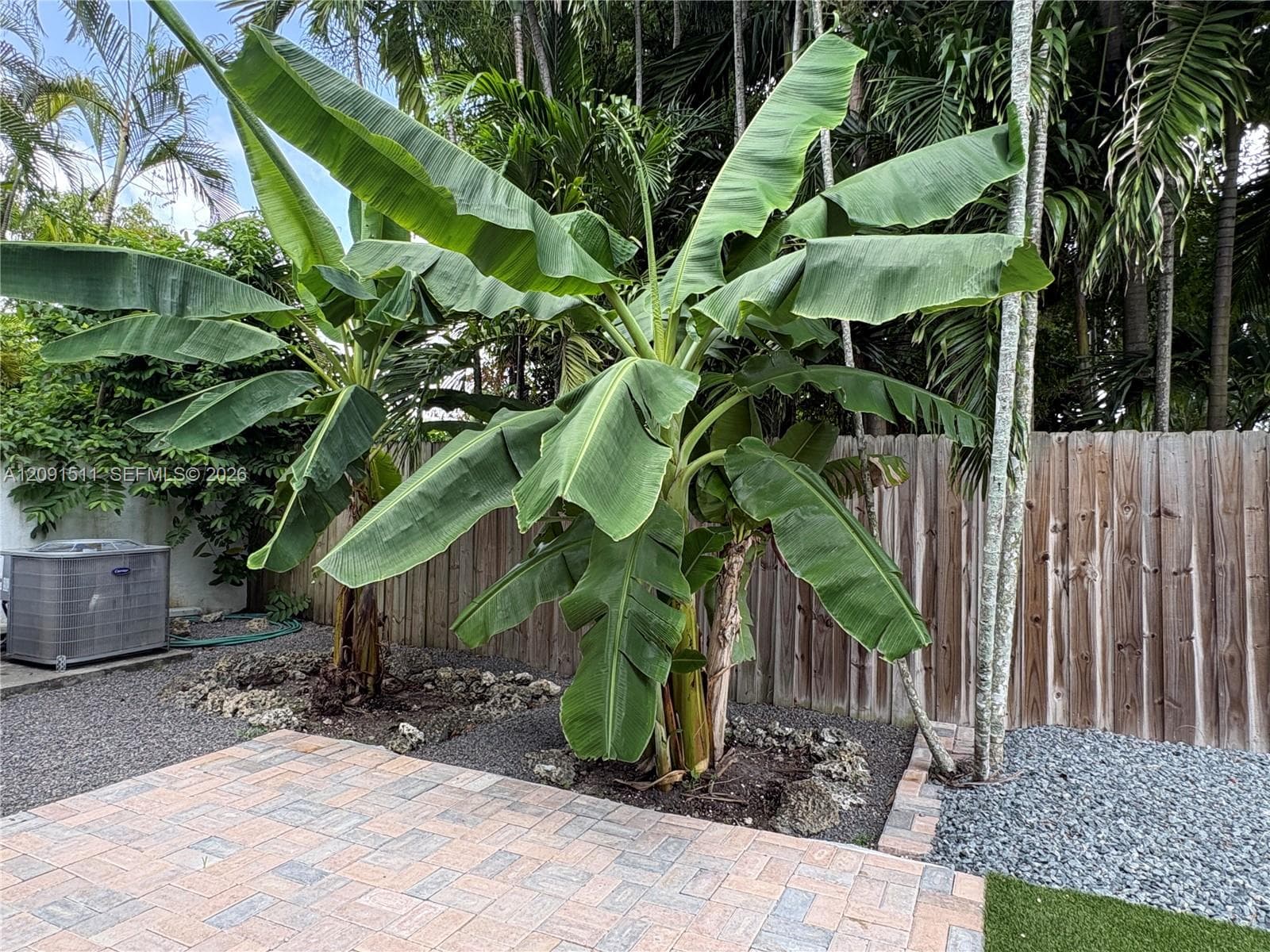 1 Hawaiian Plantain tree & 1 Sweet Banana tree
