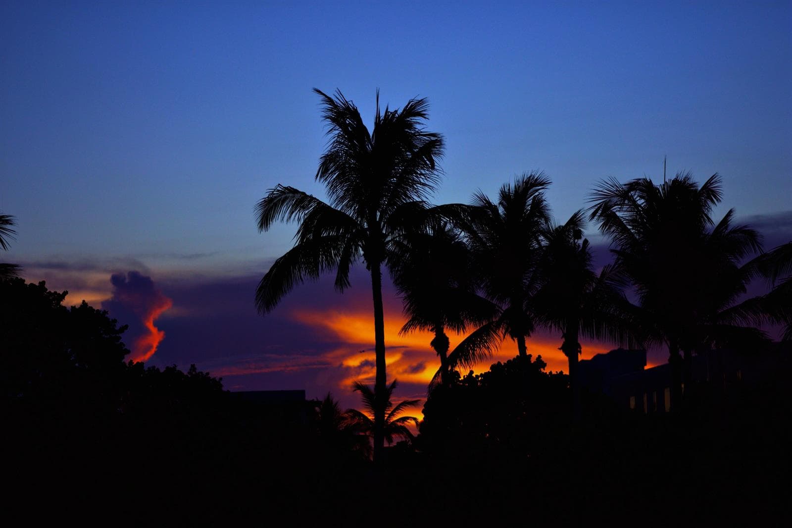 Palm Sunset