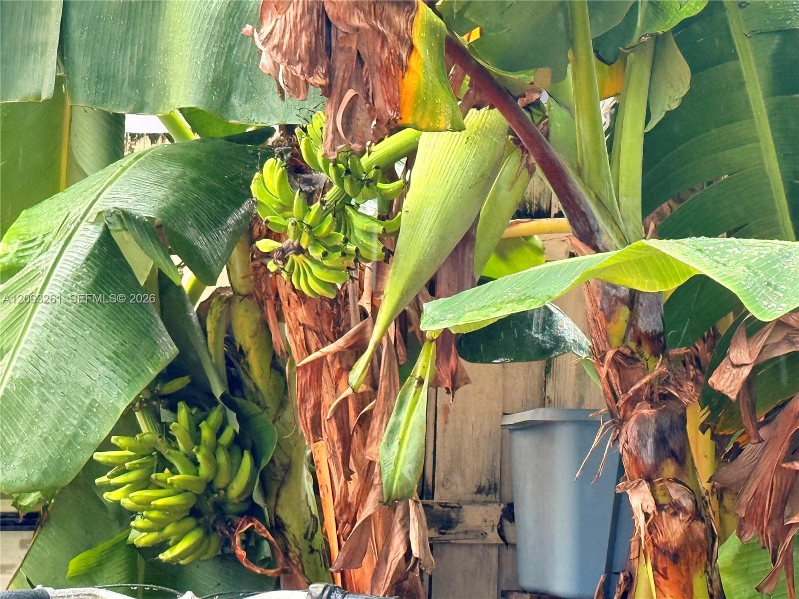 Fruit tree