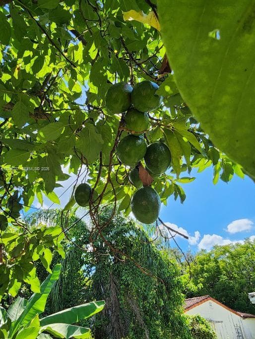 Avocado Tree