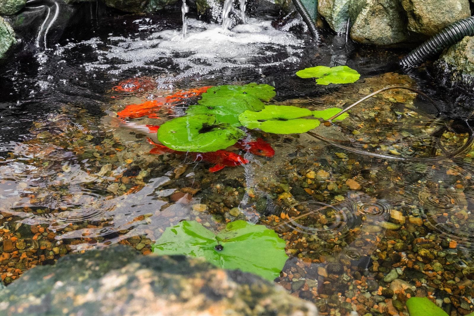 Koi Pond