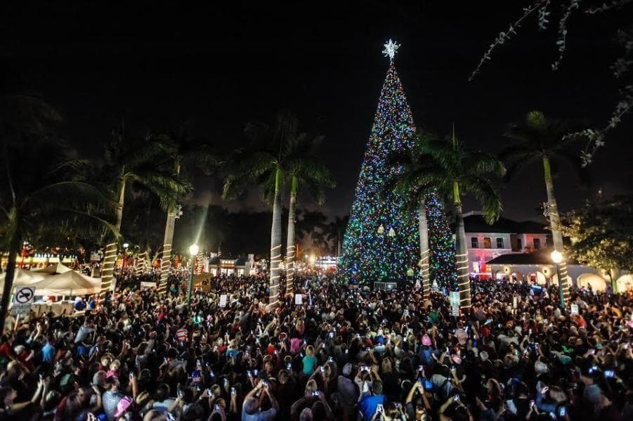 100 ft tree