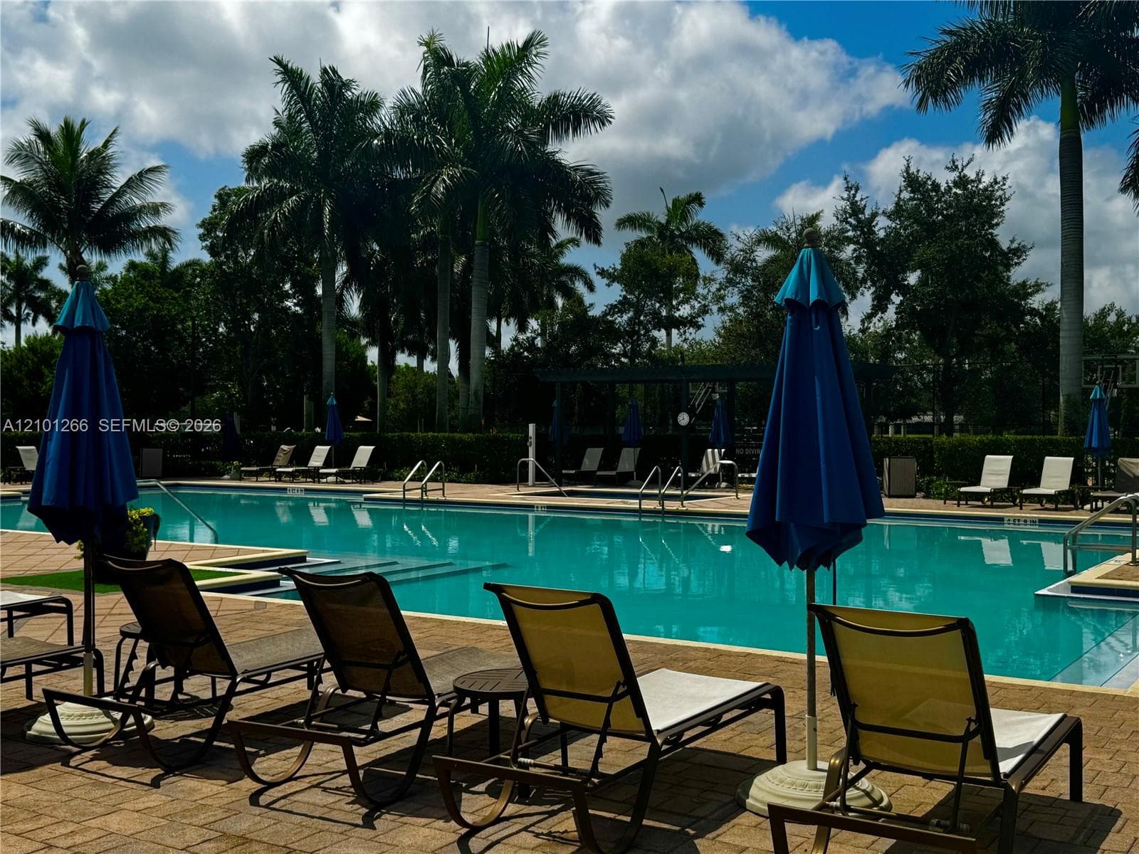 In-ground swimming pool featuring a brick paver deck and mature palm trees