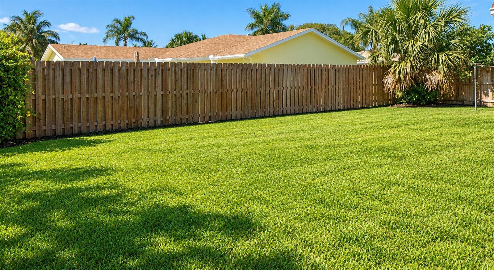 Sunlit Tropical Suburban Backyard