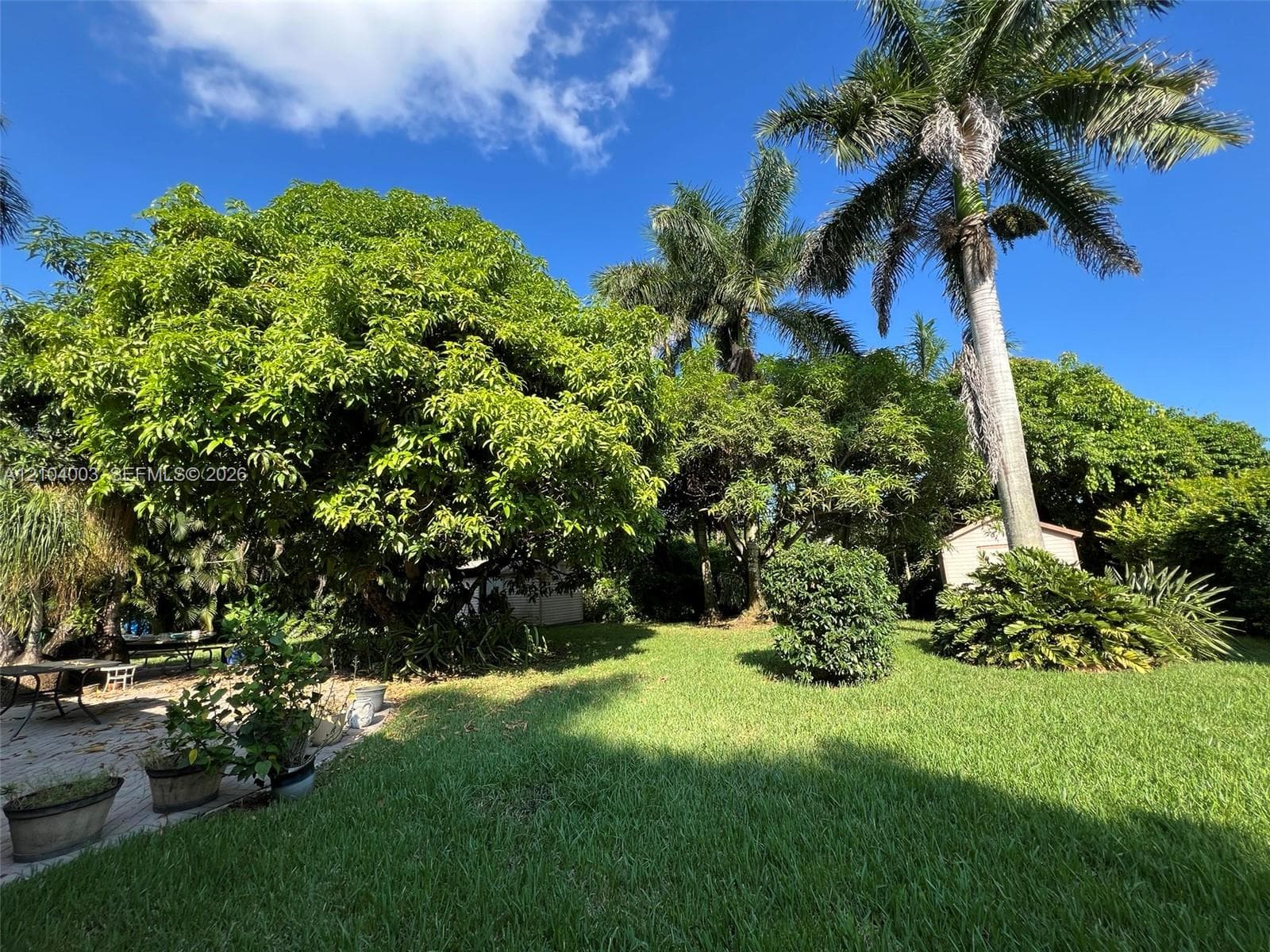 Expansive backyard featuring a grass lawn, mature tropical trees, and palm trees
