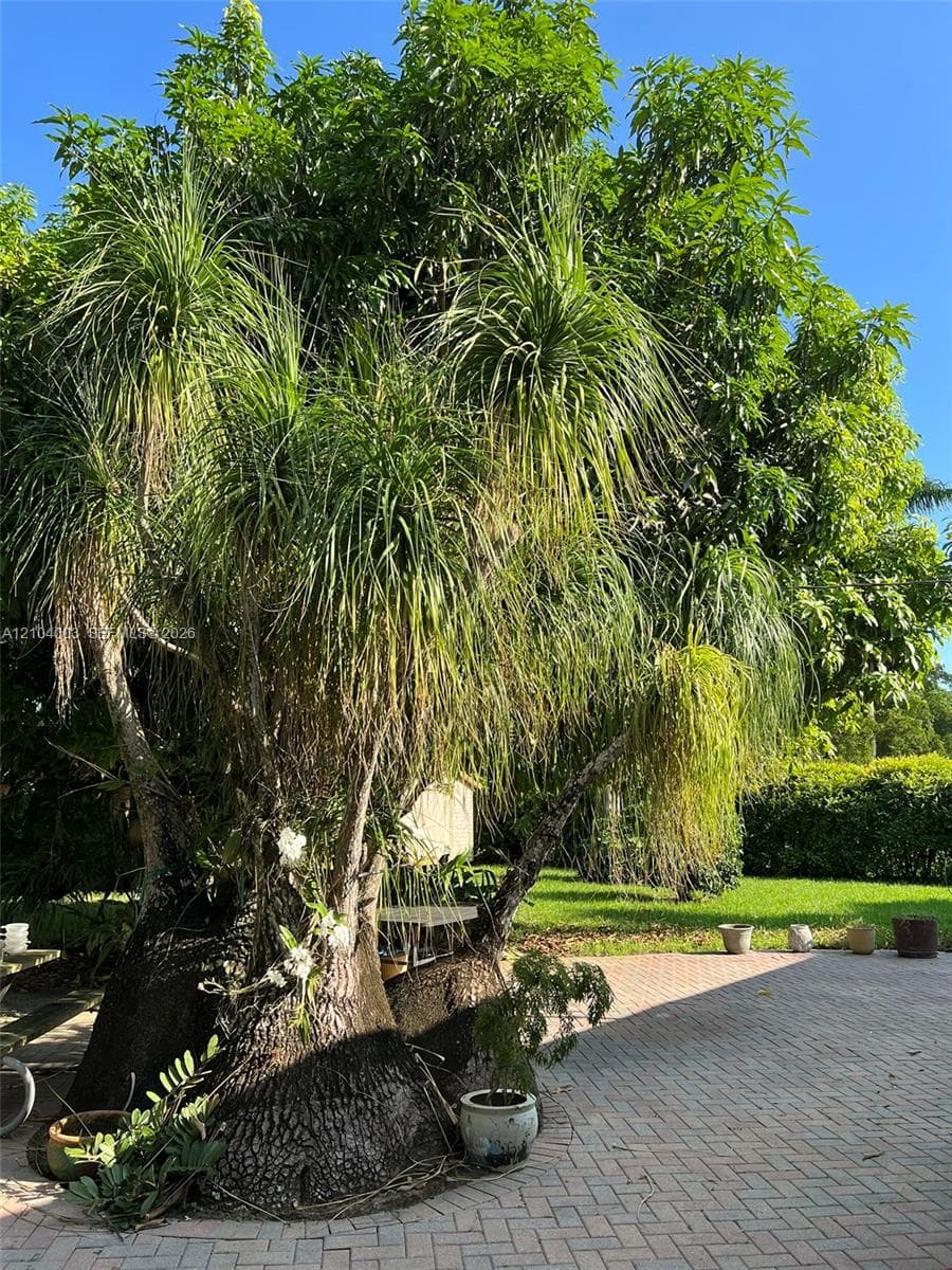 Expansive backyard featuring mature ponytail palms, extensive paver patio, and manicured green space