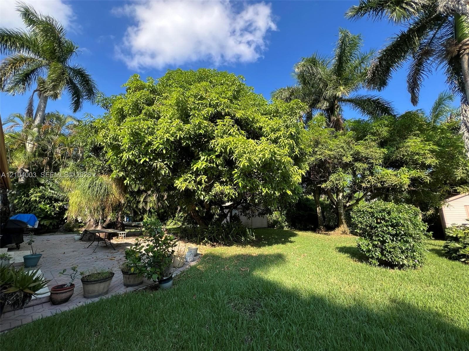 Backyard featuring mature palm trees, sprawling shade trees, manicured lawn, and stone paver patio