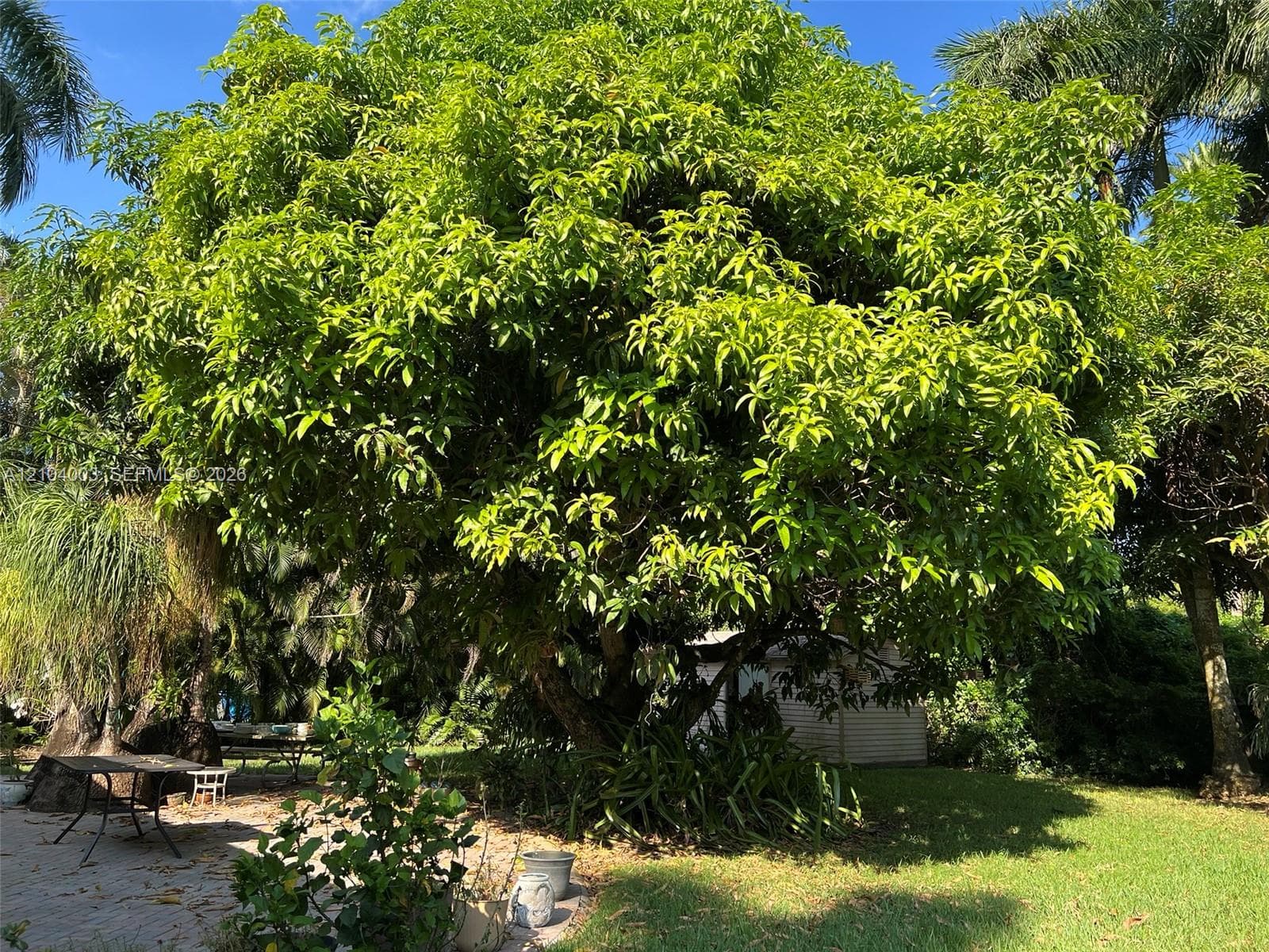 Mature canopy tree providing shade over a paved patio and grassy grounds