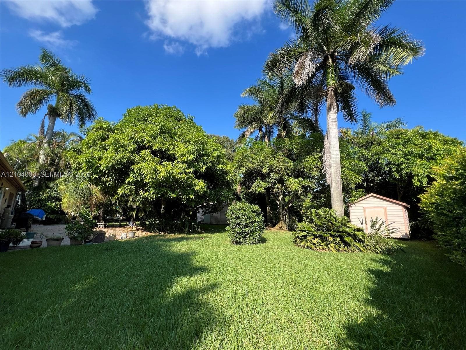 Backyard featuring a grass lawn, mature palm trees, dense canopy foliage, and a detached storage shed