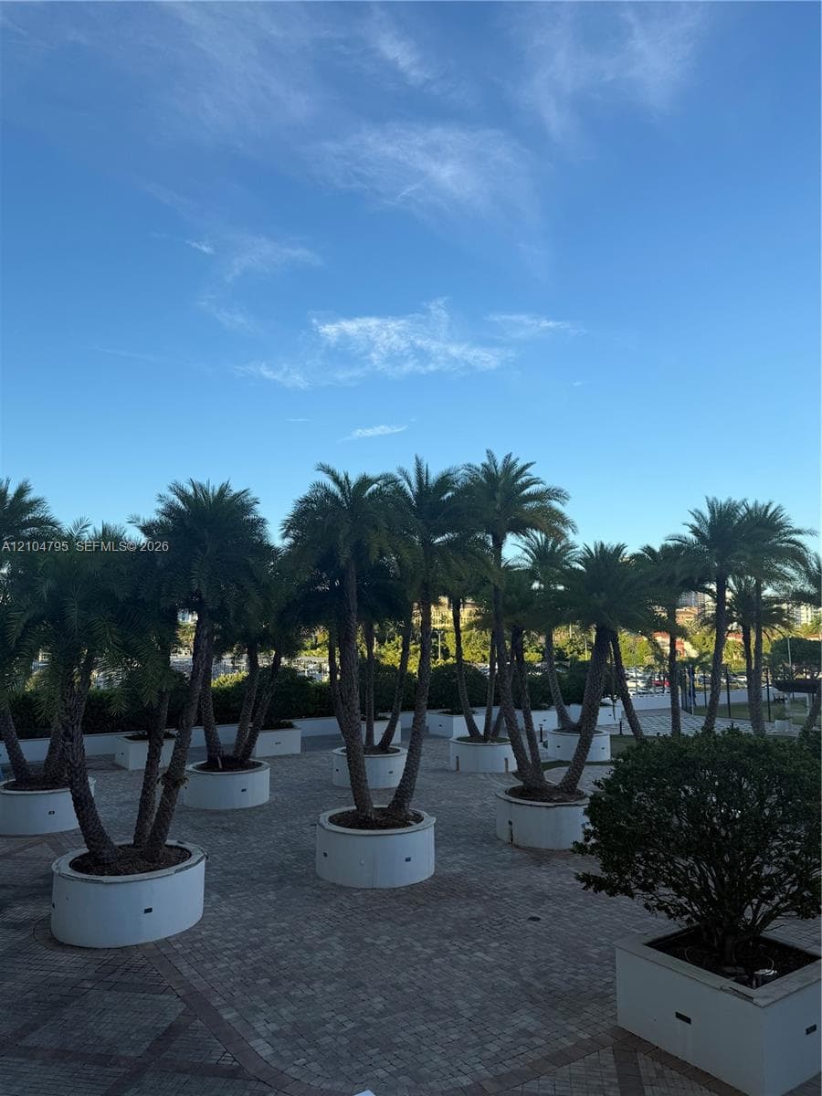 Outdoor terrace featuring stone pavers and numerous palm trees housed in circular white concrete planters