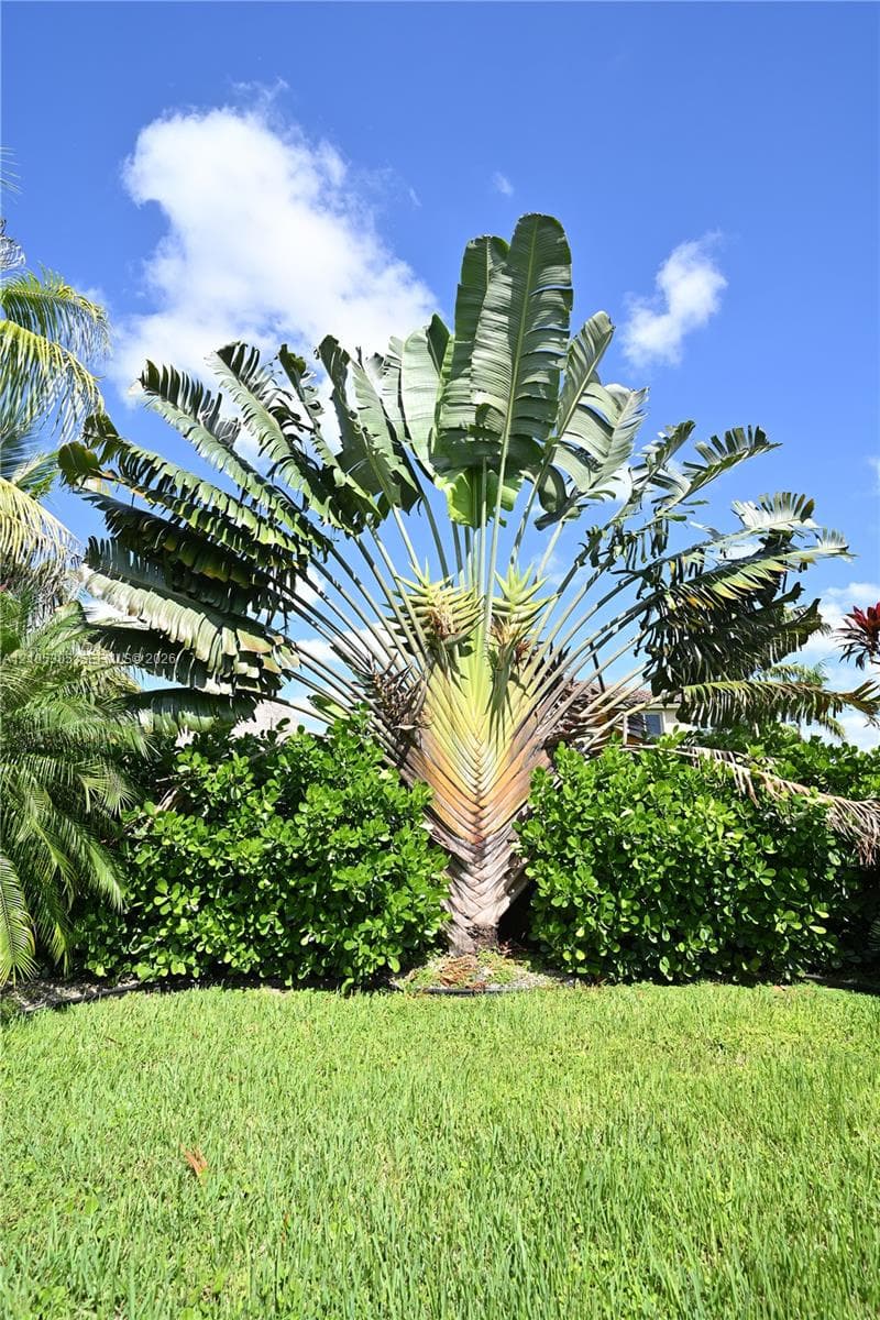 Manicured lawn with a large tropical palm and dense green shrubs