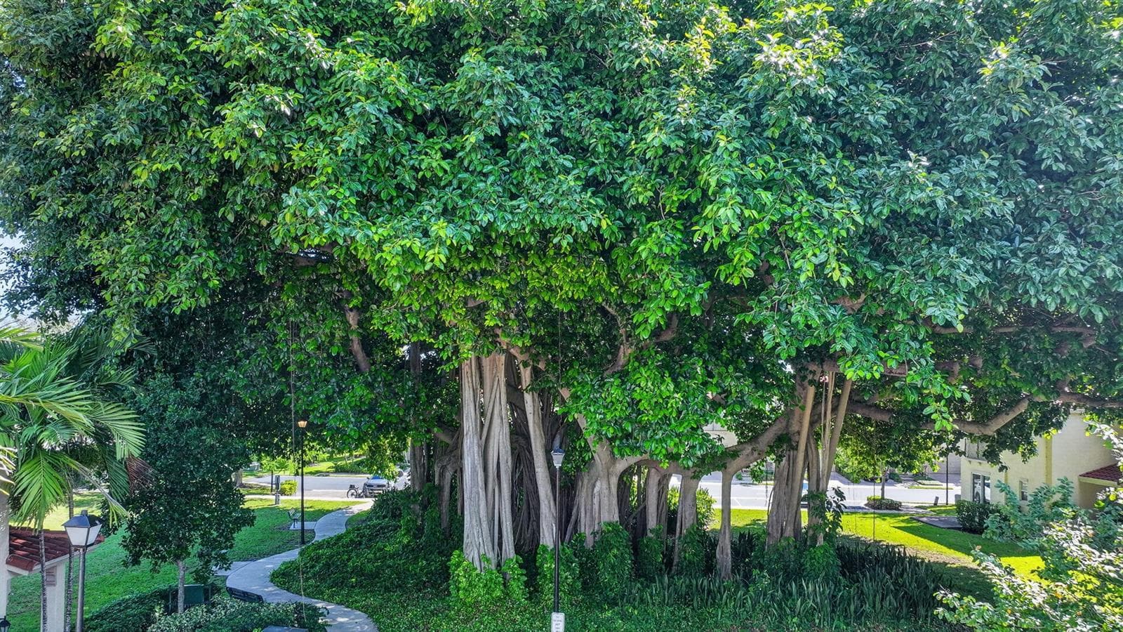 Banyan Tree outside front door