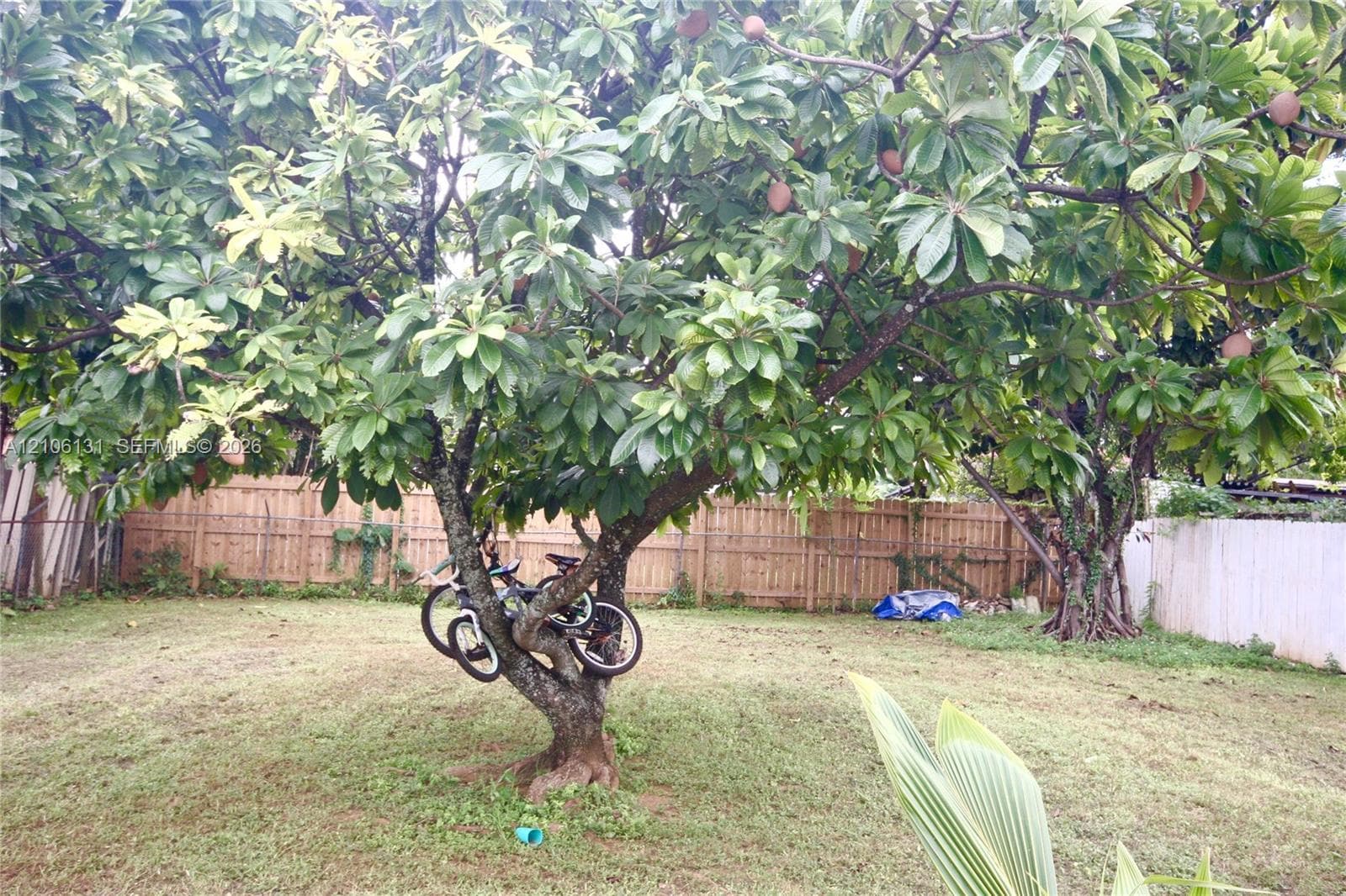 Backyard featuring a mature fruit-bearing tree and a vertical wood board fence