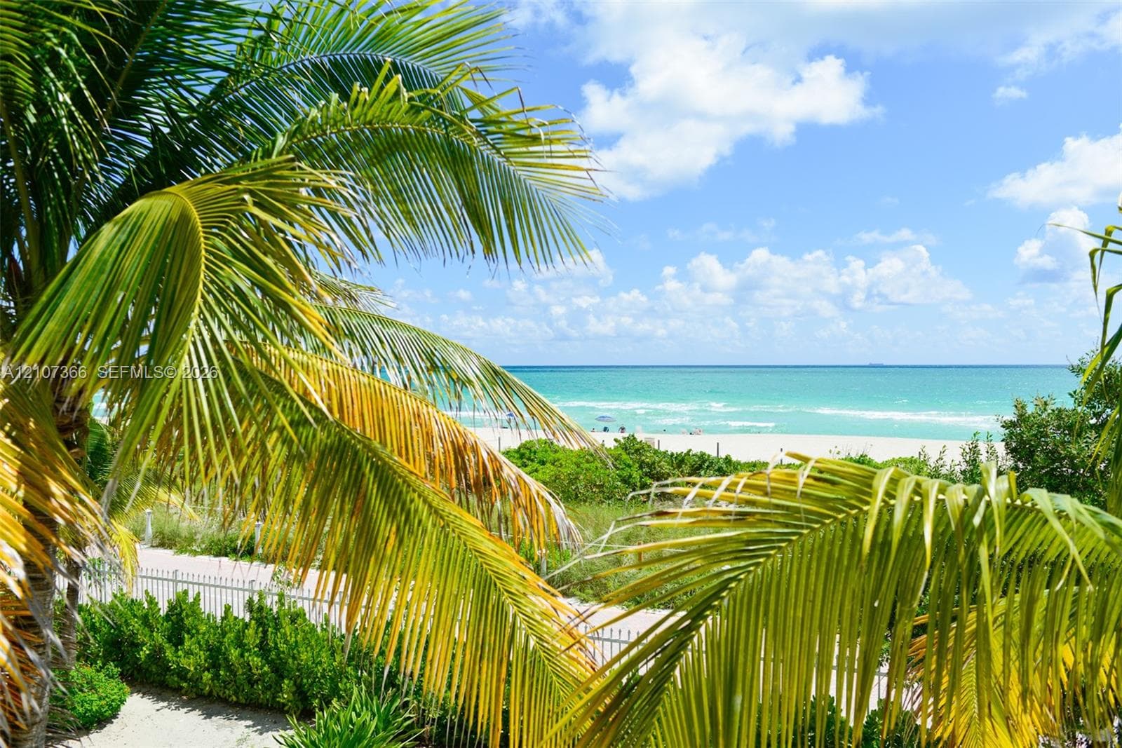 Mature palm trees, white metal fencing, and sand dunes overlooking the ocean coastline