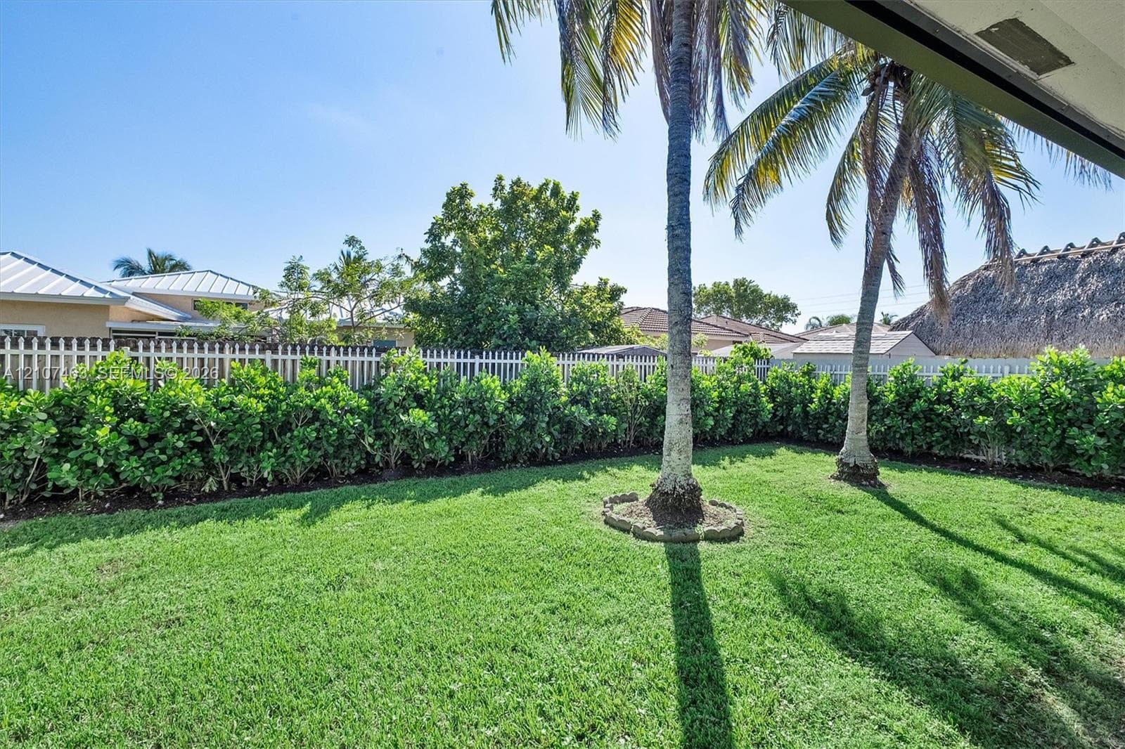 Private backyard featuring a manicured lawn, perimeter hedge landscaping, a white vinyl fence, and established palm trees